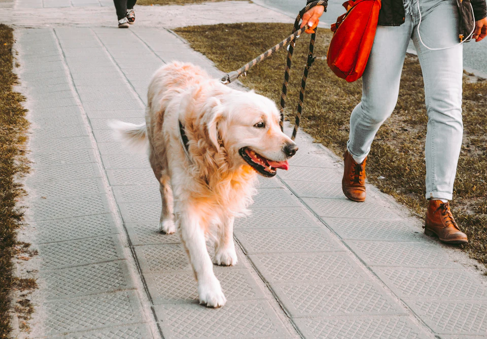 Person walking beside Golden retriever on the street