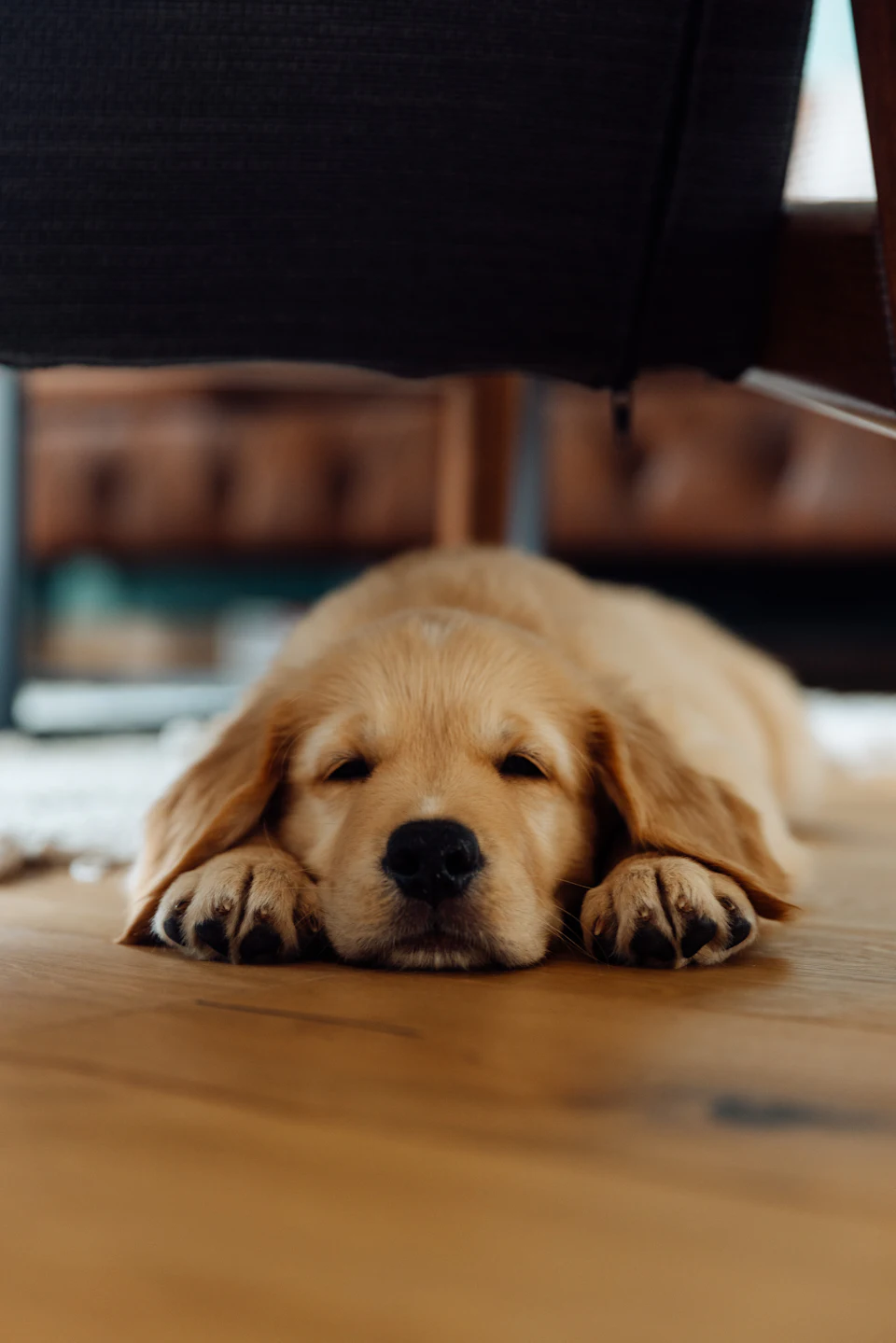 A golden retriever puppy sleeps on a wooden floor